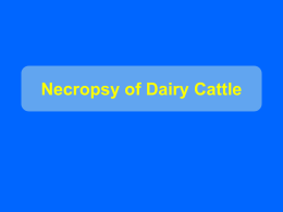 Necropsy of Dairy Cattle