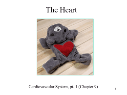 The cardiovascular system includes the heart, blood