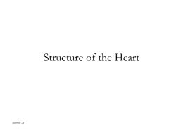 46. Anatomy of the heart