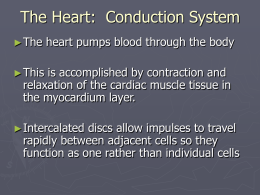 The Heart: Conduction System