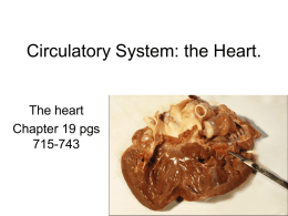 Circulatory heart