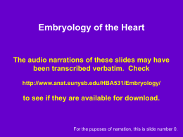Embryology of the Heart - Stony Brook University School of Medicine