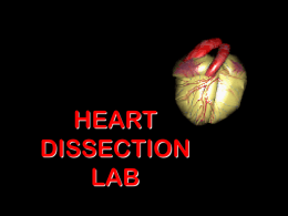 HEART DISSECTION LAB