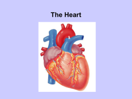 Heart PPT