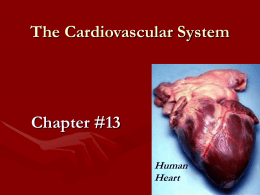 Chapter #13 The Cardiovascular System PowerPoint