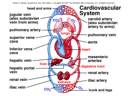 Cardiovascular System Powerpoint