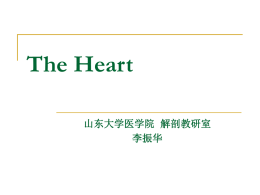 The Heart - 山东大学医学院人体解剖学教研室