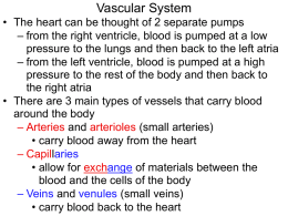 Vascular System