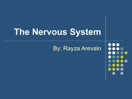 Parts of the nervous system Central nervous system
