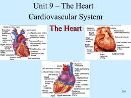 Circulatory System - Heart - The Naked Science Society