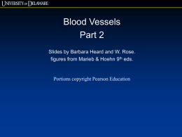 Blood Vessels B