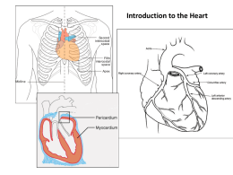 Introduction to the Heart