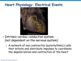 Heart Physiology: Sequence of Excitation