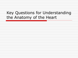 Key Questions for Understanding the Anatomy of the Heart