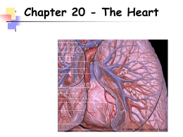 Chapter 20 The Cardiovascular System