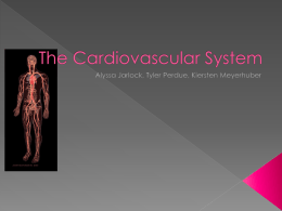 The Cardiovascular System kiersten