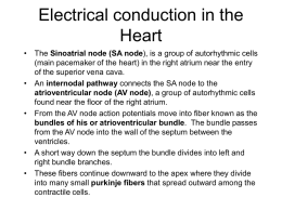 electrical conduction in the heart