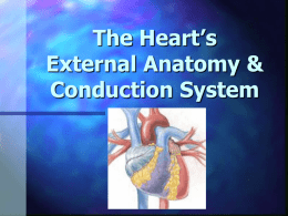 The Heart`s External Anatomy & Conduction