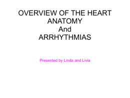 heart anatomy & arrhythmias