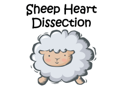 Sheep Heart Dissection Powerpoint