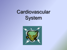 Cardiovascular System The Heart