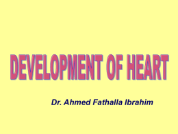 12-Development_of_Heart
