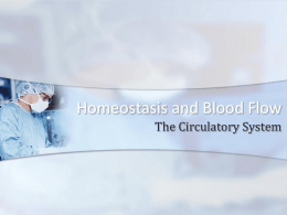 Homeostasis and Blood Flow