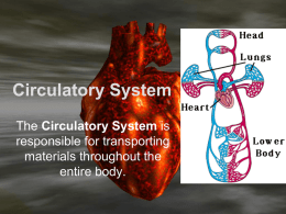 circulatory system1