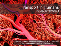 Transport in Humans