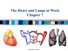 CHAPTER 7: The Heart and Lungs at Work