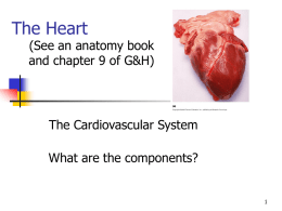 14 Heart anatomy and fetal changes