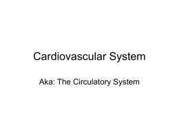 Cardiovascular System Overview