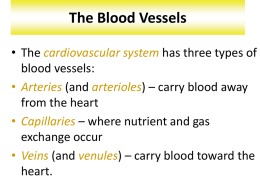 Cardiovascular System - YISS-Anatomy2010-11