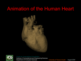 Animation of the Human Heart