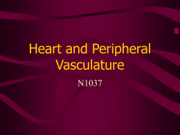 Heart and Peripheral Vasculature