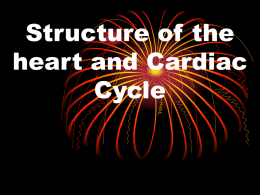 Cardiovascular system - The Grange School Blogs
