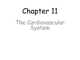 Survey of A&P/Chapter 11 Cardiovascular