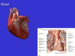 Cardiovasular-Heart-2404heart02-22-07