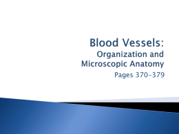 Ch 11 Anatomy of Blood Vessels