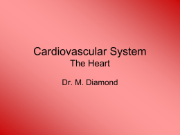 Cardiovascular System - Dr. Diamond`s Website