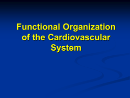 Functional Organization of the Cardiovascular System - squ