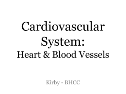 Cardiovascular System: Heart & Blood Vessels