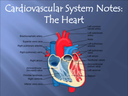 Heart Anatomy - Dr. M`s Class