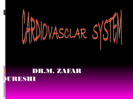 cardiovascular system