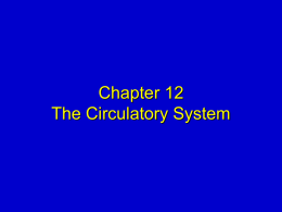 Chapter 12 The Circulatory System