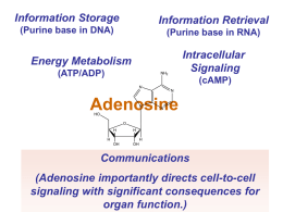 Use of Adenosine for AMI Patients Undergoing Reperfusion Therapy