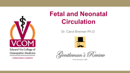 Fetal and Neonatal Circulation