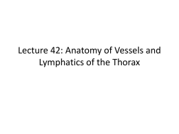Lecture 42: Anatomy of Vessels and Lymphatics of the Thorax