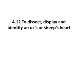 4.12 To dissect, display and identify an ox`s or sheep`s heart