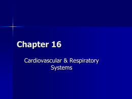 Respiratory Systems Ch_ 16